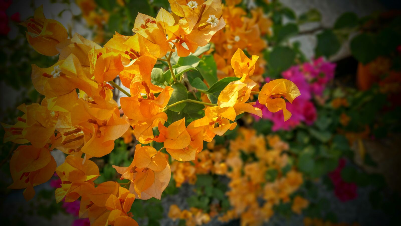Samsung Galaxy Note4 sample photo. Beautiful, bloom, blooming, blossom photography