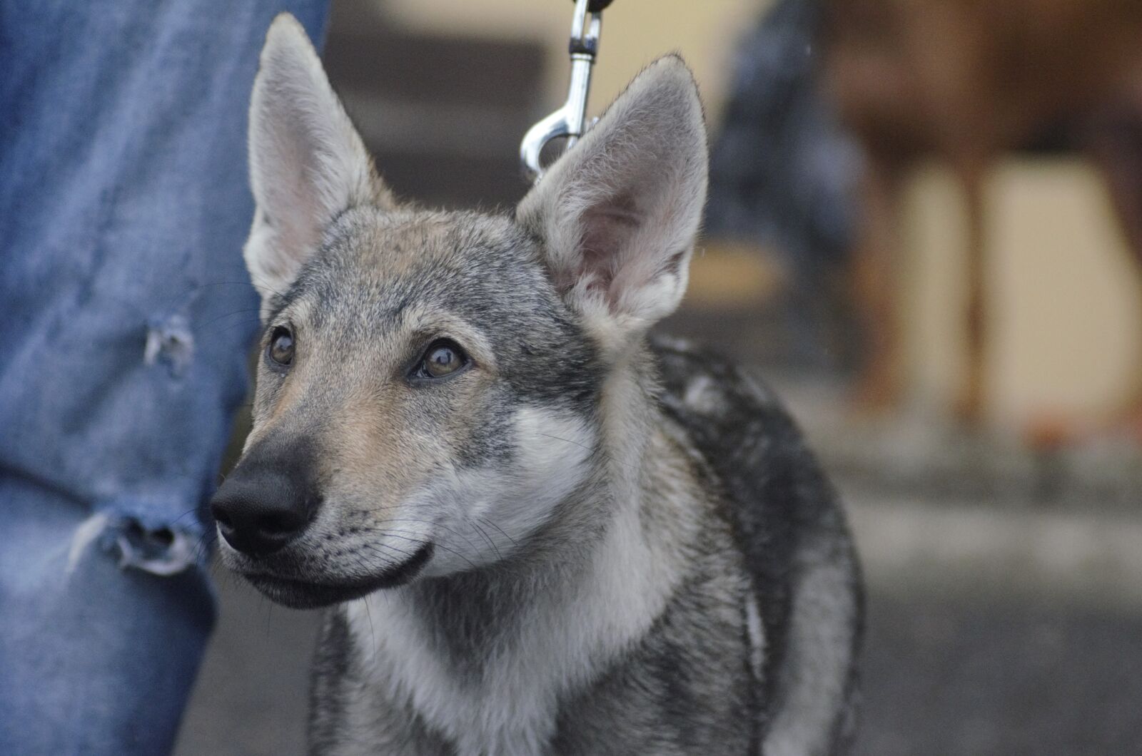 Nikon D7000 sample photo. Dog, animal, puppy photography
