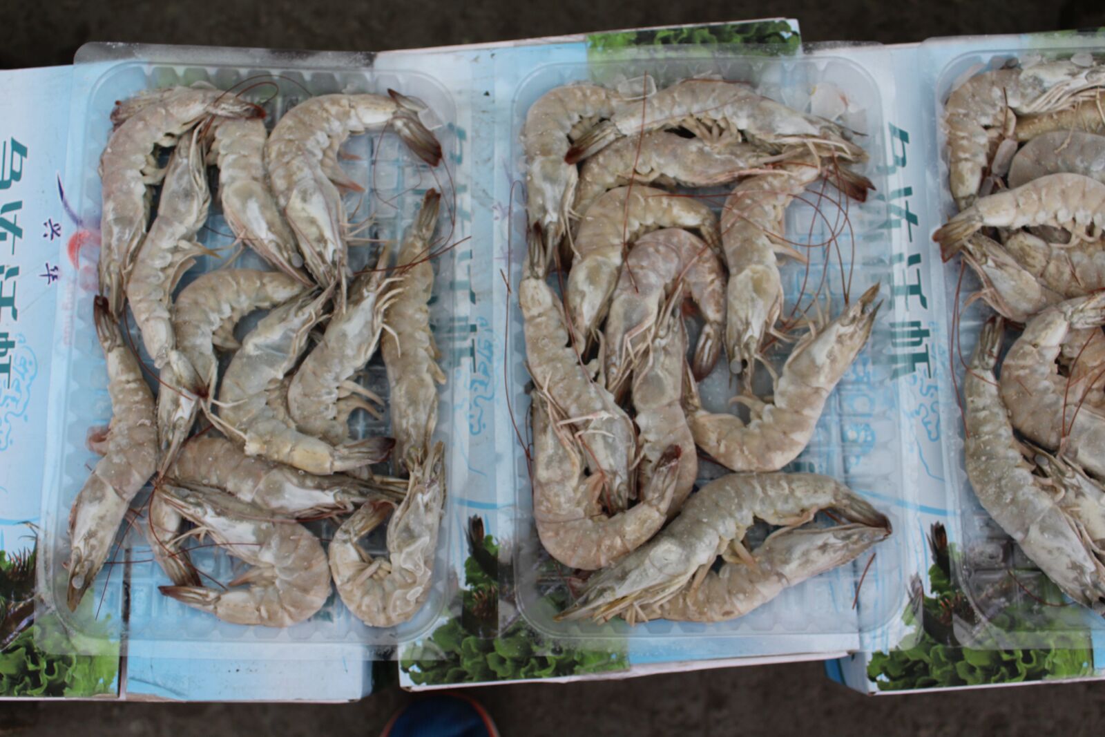 Canon EOS 1300D (EOS Rebel T6 / EOS Kiss X80) sample photo. Shrimp, prawns, frozen shrimp photography