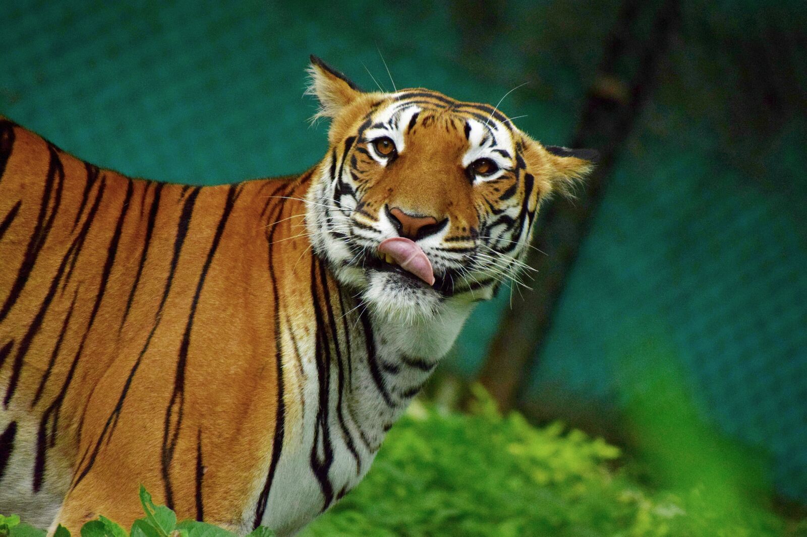 Nikon D5300 sample photo. Wildlife, photography, animals photography