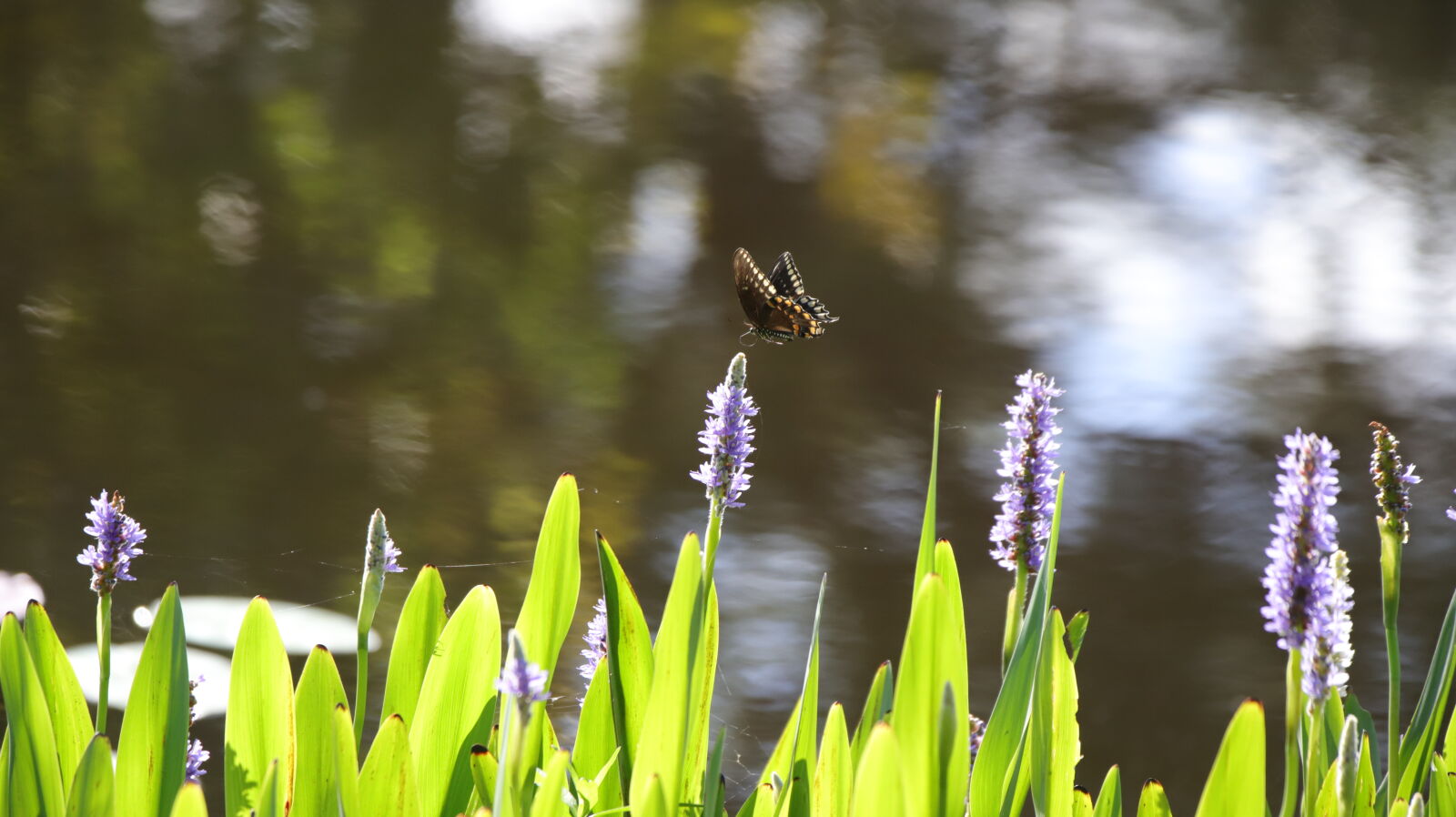 Canon EOS 6D Mark II sample photo
