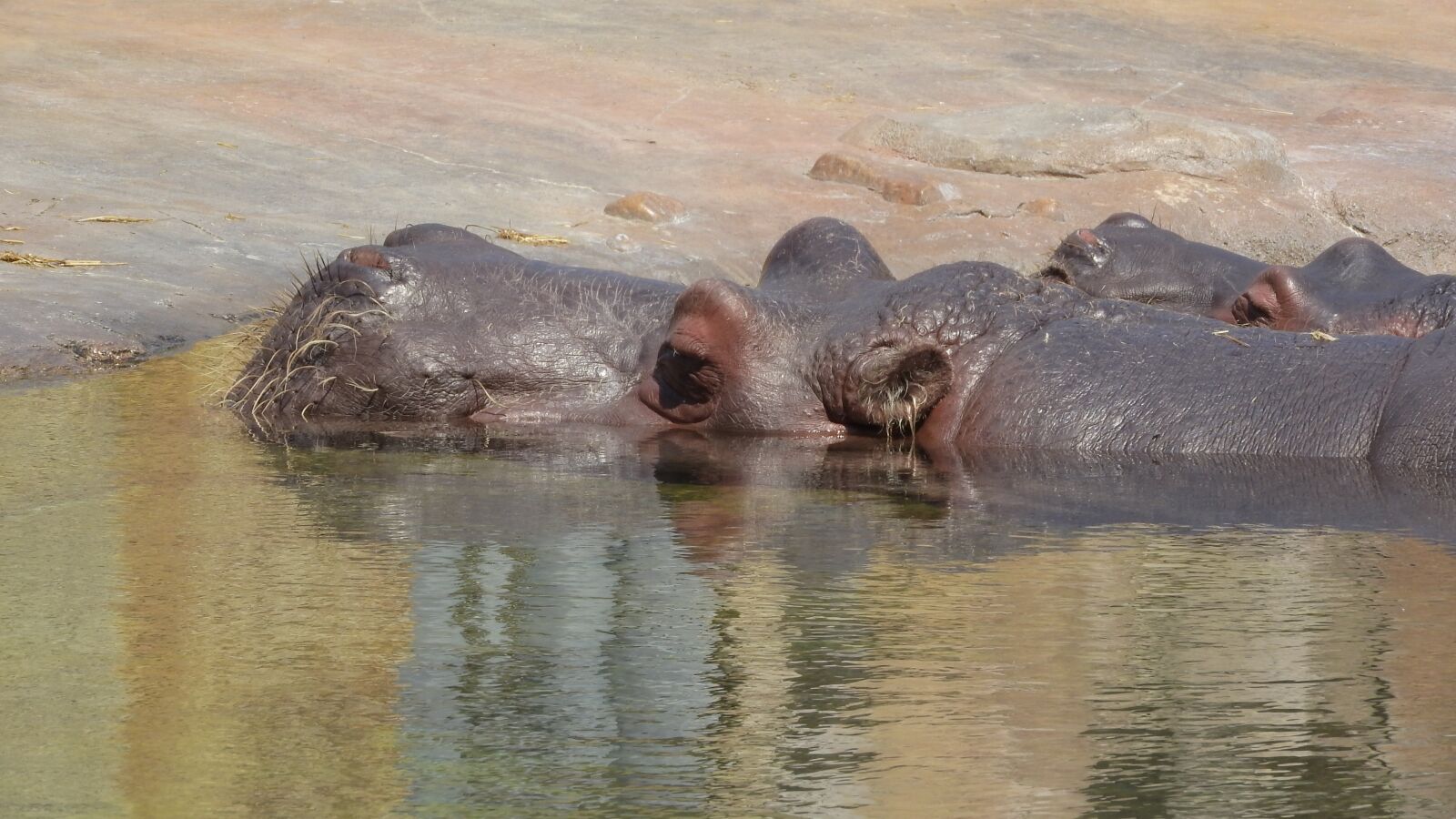 Nikon Coolpix P610 sample photo. Hippo, hippos in the photography