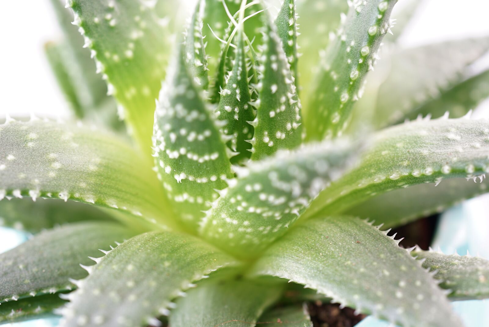 Sony FE 50mm F2.8 Macro sample photo. Cactus, window sill, scratchy photography