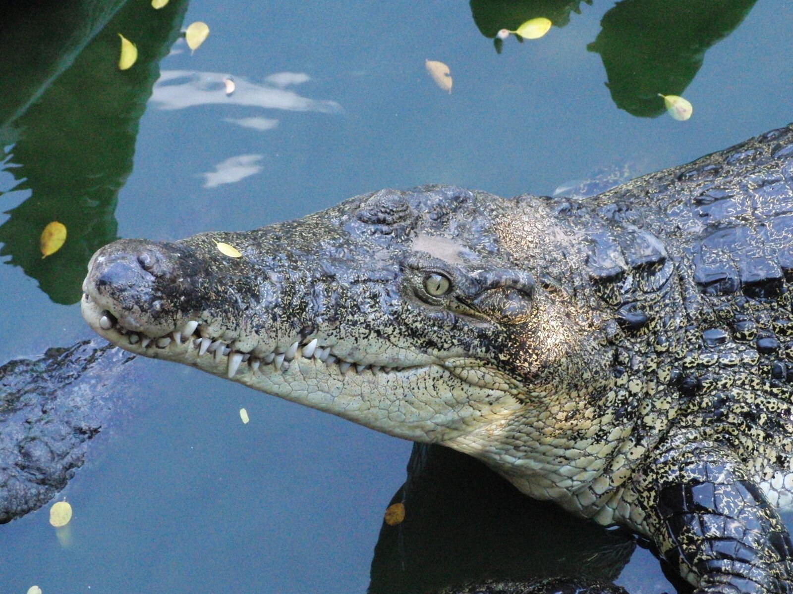 CASIO EX-FC100 sample photo. Crocodile snout, crocodile, lies photography