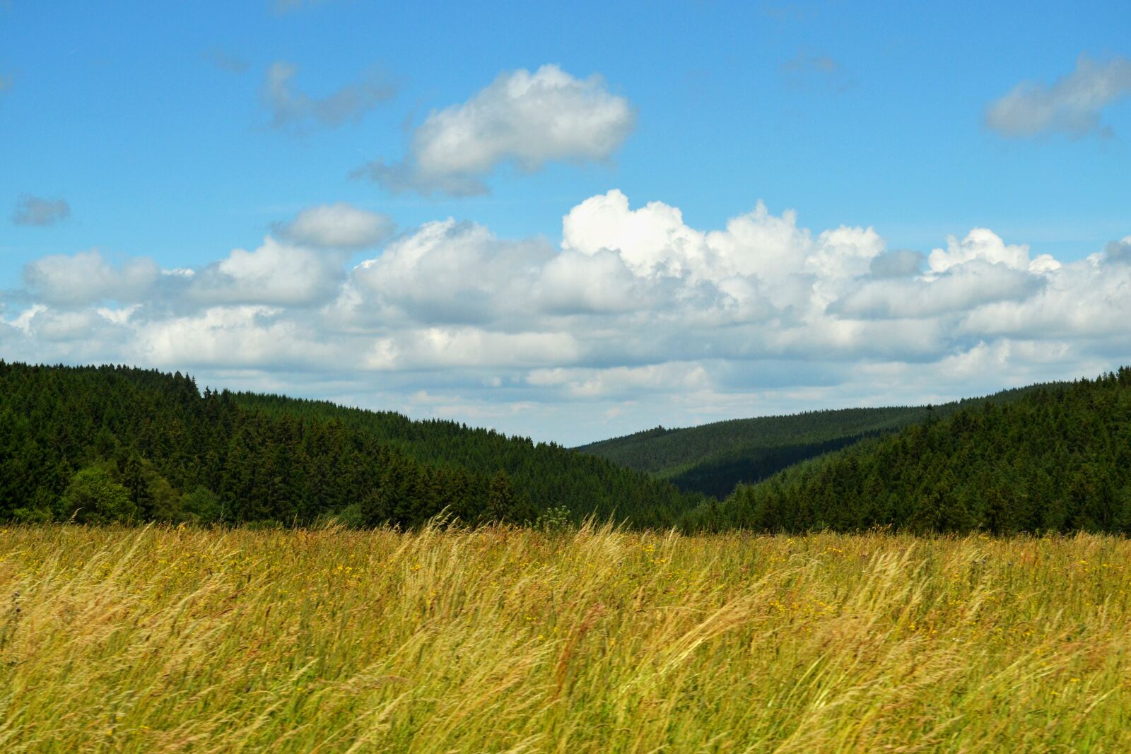 Nikon D3100 sample photo. Sky, clouds, trees photography