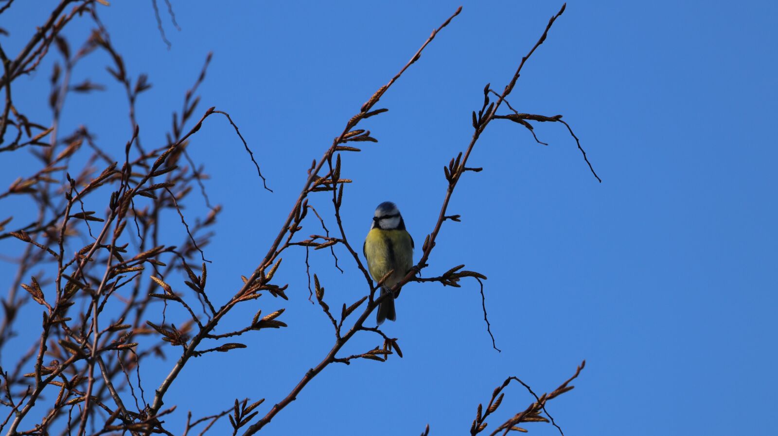 150-600mm F5-6.3 DG OS HSM | Contemporary 015 sample photo. Bird, nature, branch photography