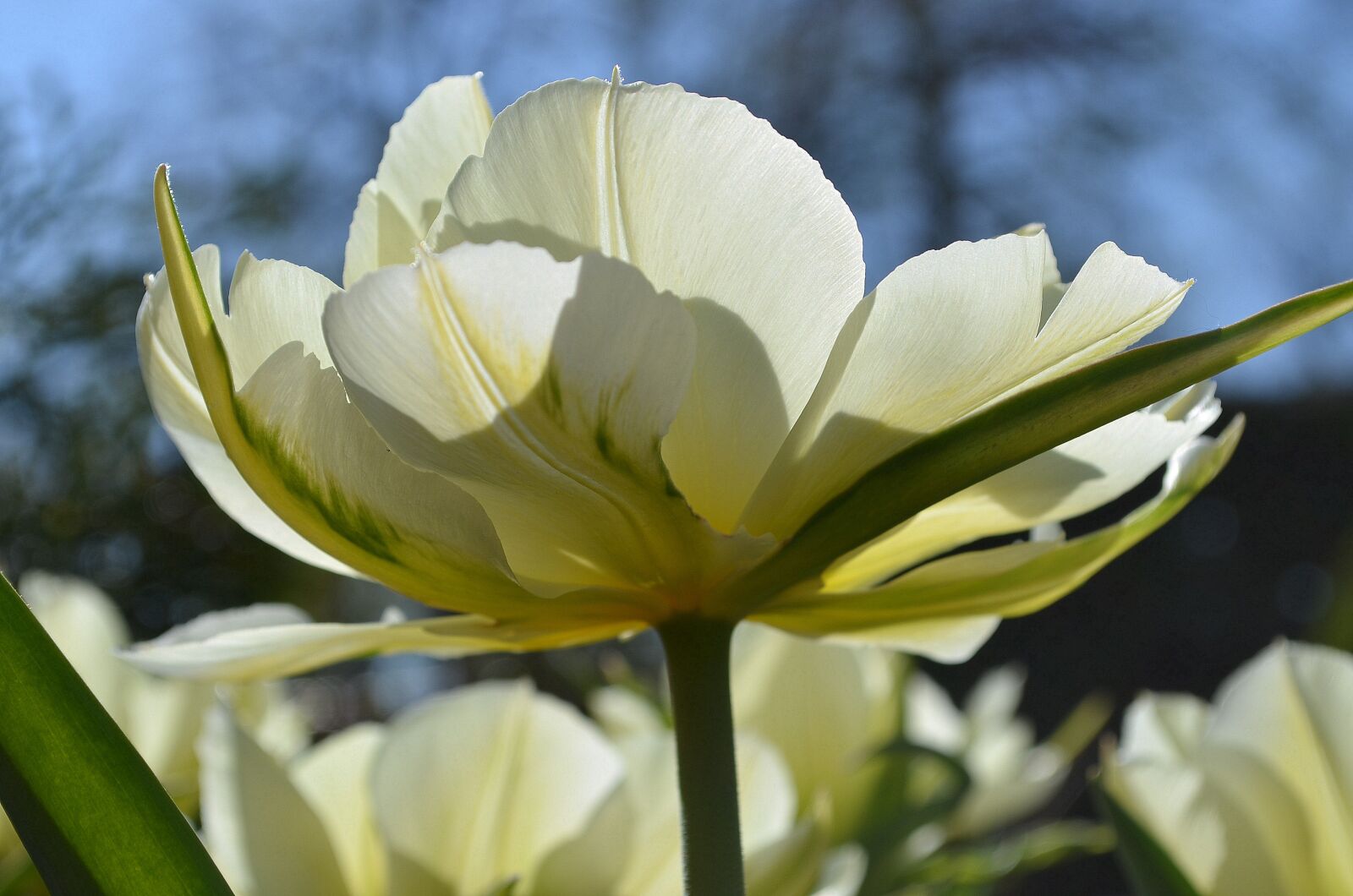 Nikon D5100 sample photo. Tulip, blossom, bloom photography