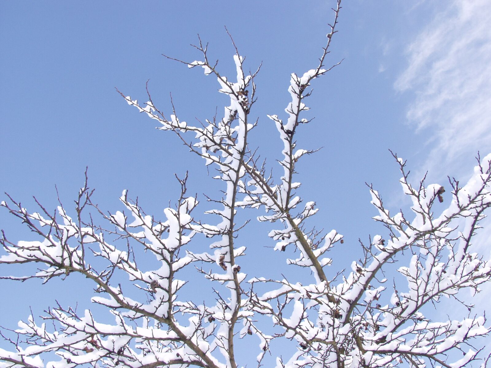 Olympus E-10 sample photo. Snow, branch, tree photography