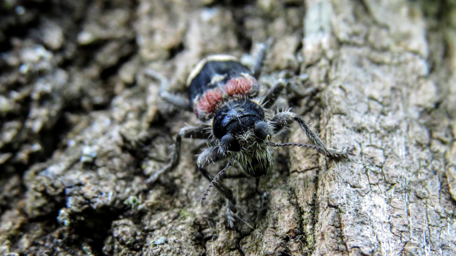 Canon PowerShot SX50 HS sample photo. Nature, macro, insect photography