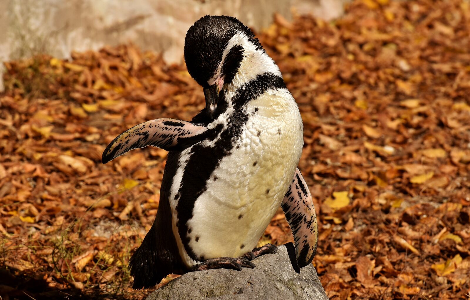 Nikon D7200 sample photo. Penguin, animal, animal world photography