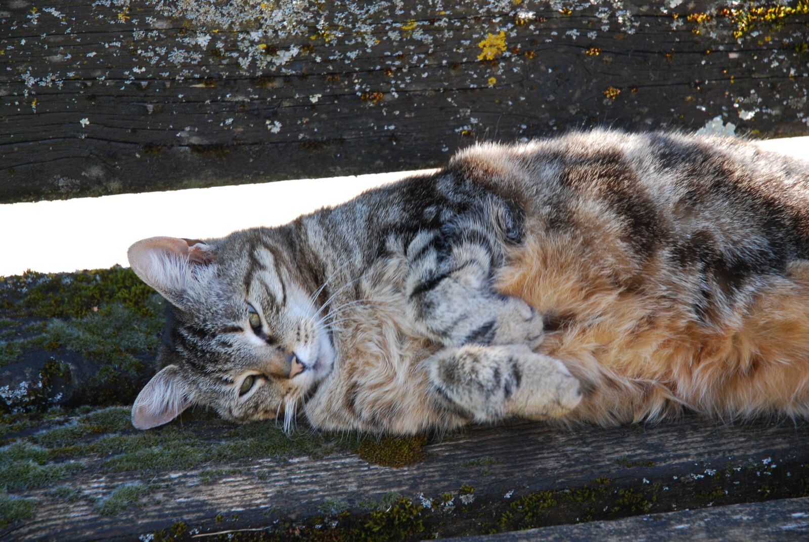 Nikon D60 sample photo. Cat, bench, garden photography