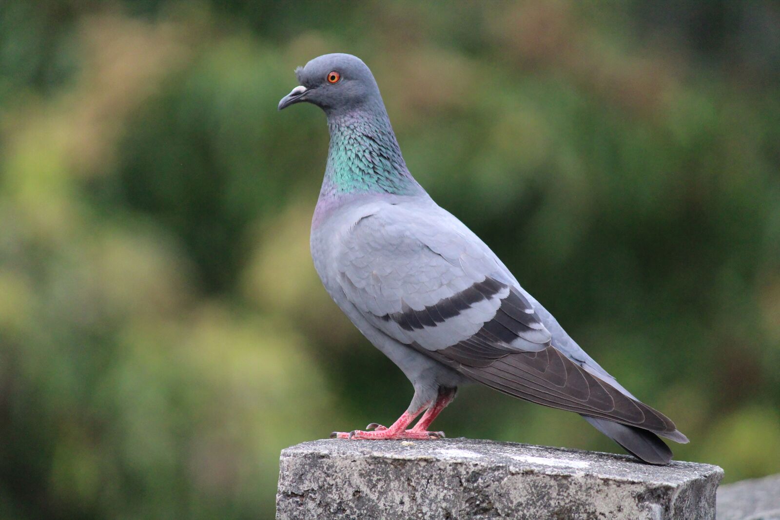 Canon EOS 1300D (EOS Rebel T6 / EOS Kiss X80) sample photo. Pigeon, bird, nature photography