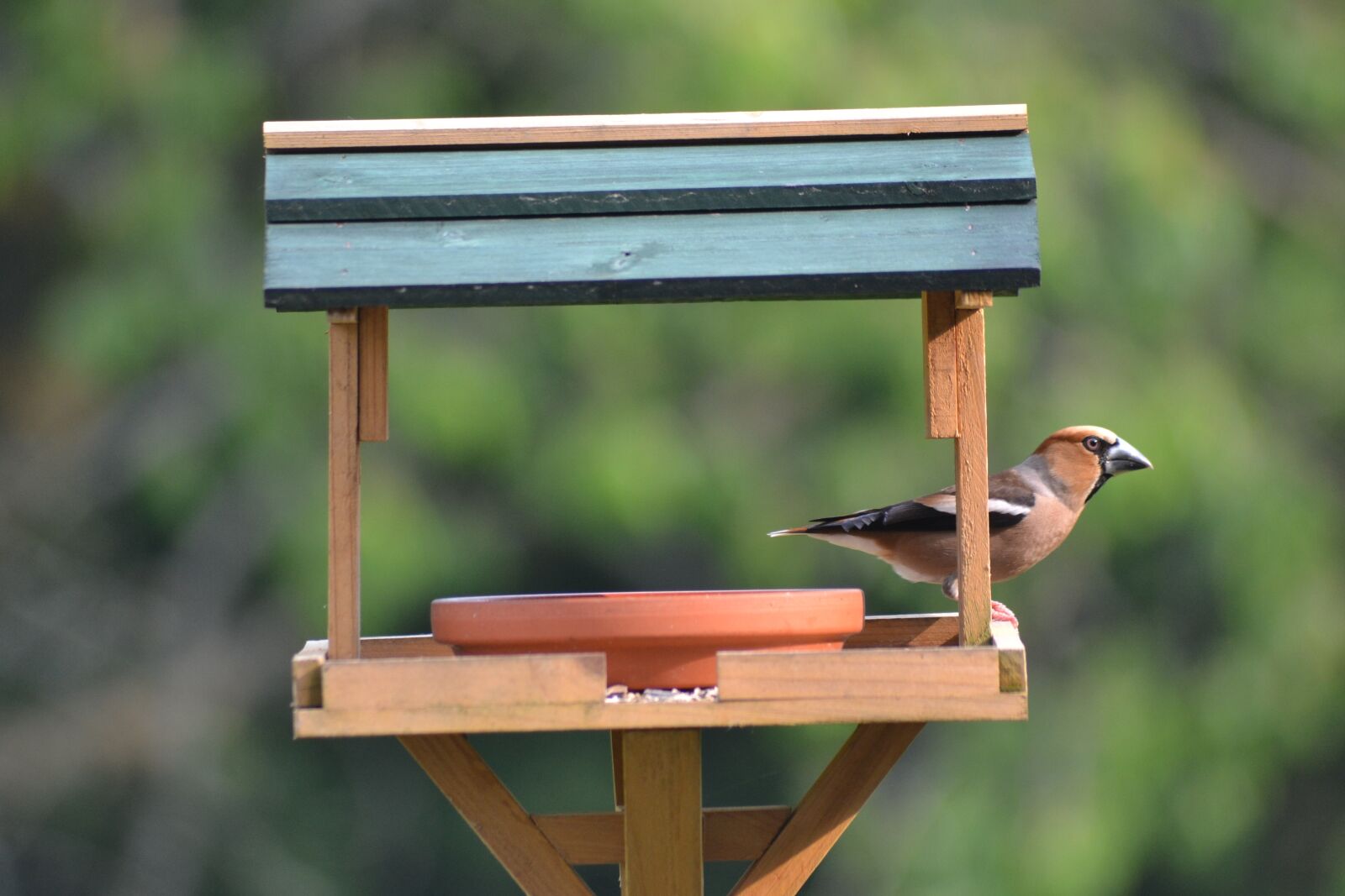 Nikon D3100 sample photo. Core beisser, birds, bird photography