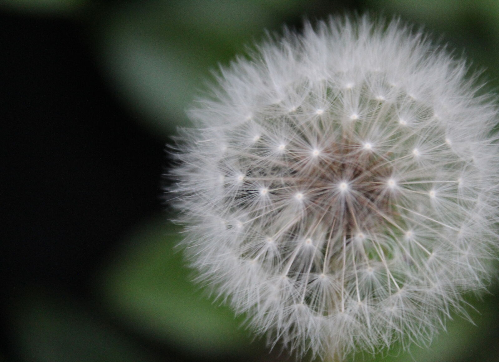 Canon EOS 1300D (EOS Rebel T6 / EOS Kiss X80) sample photo. Blur, close, up, dandelion photography