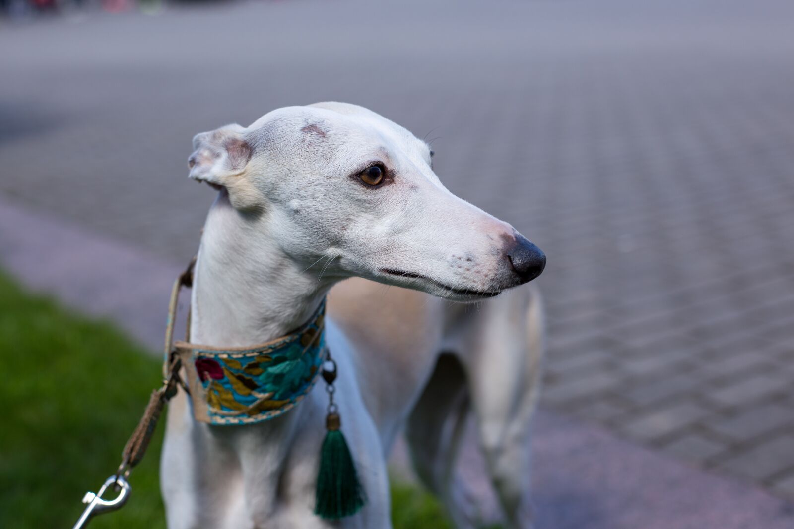 Canon EOS 6D sample photo. Dog, collar, homemade photography