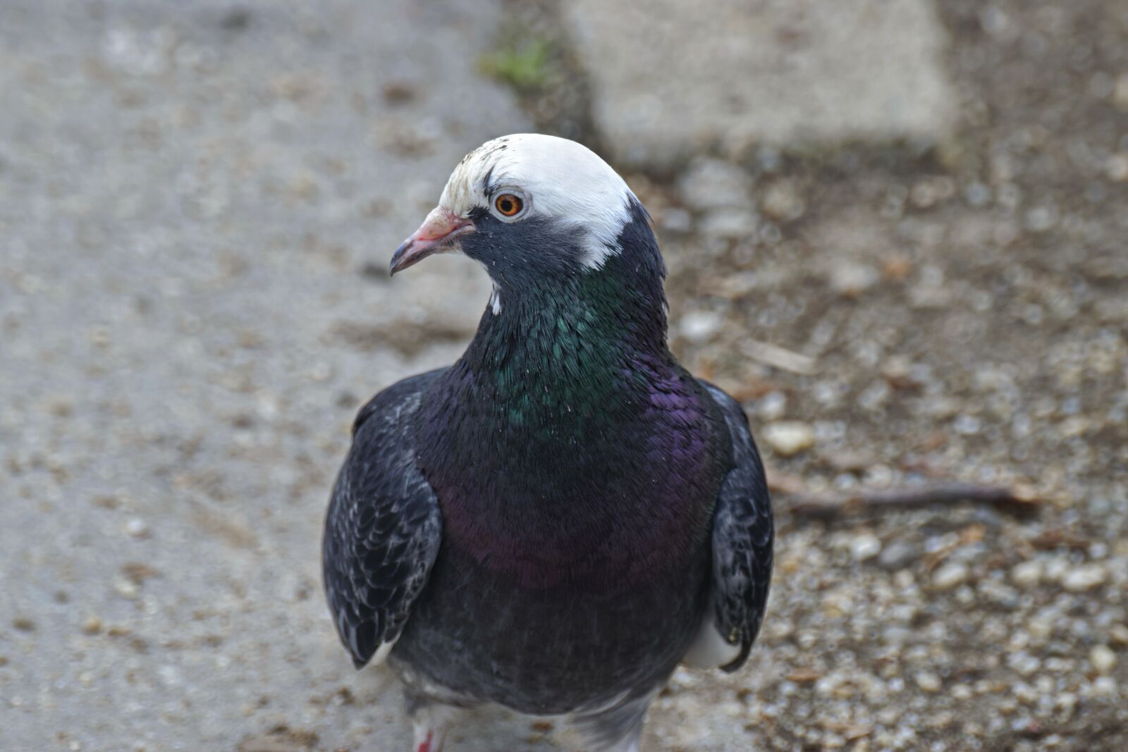 Nikon D5300 sample photo. They, dove, bird photography
