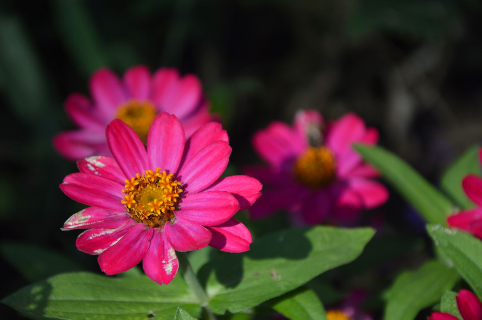 Nikon D3200 sample photo. Flowers, zinnia, bloom photography