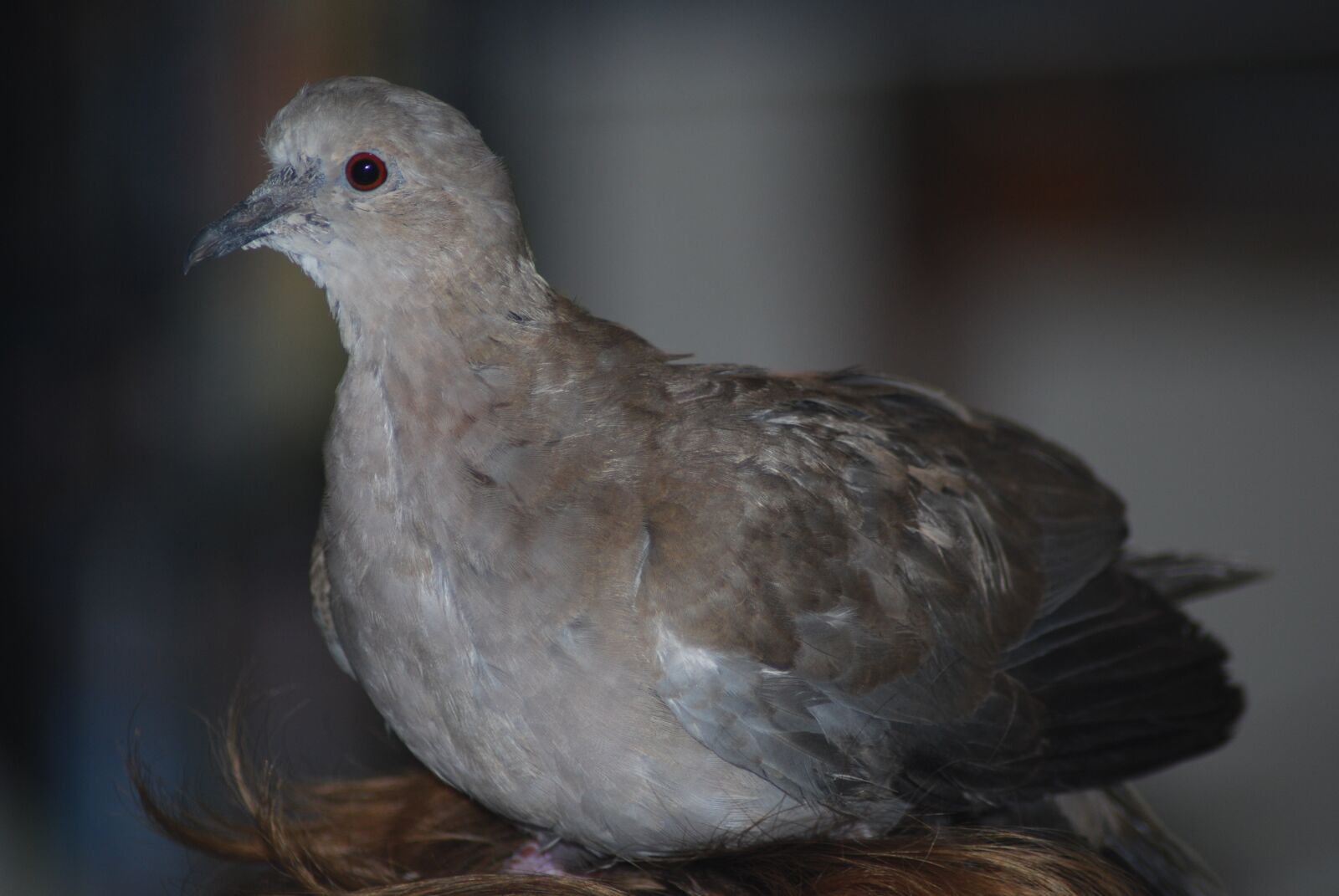 Nikon D60 sample photo. Dove, eurasian collared dove photography