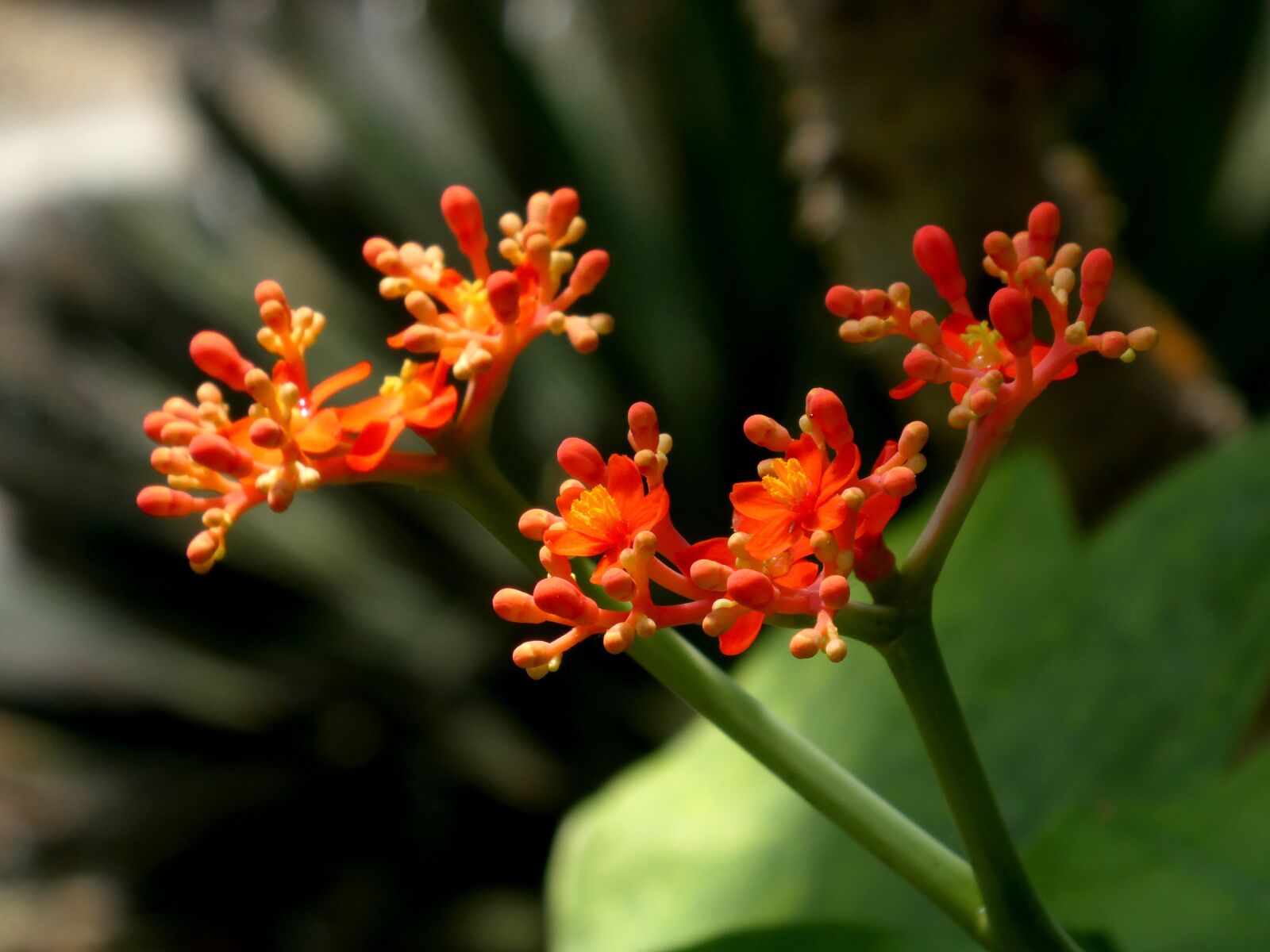Panasonic DC-TZ91 sample photo. Flower, orange, plant photography