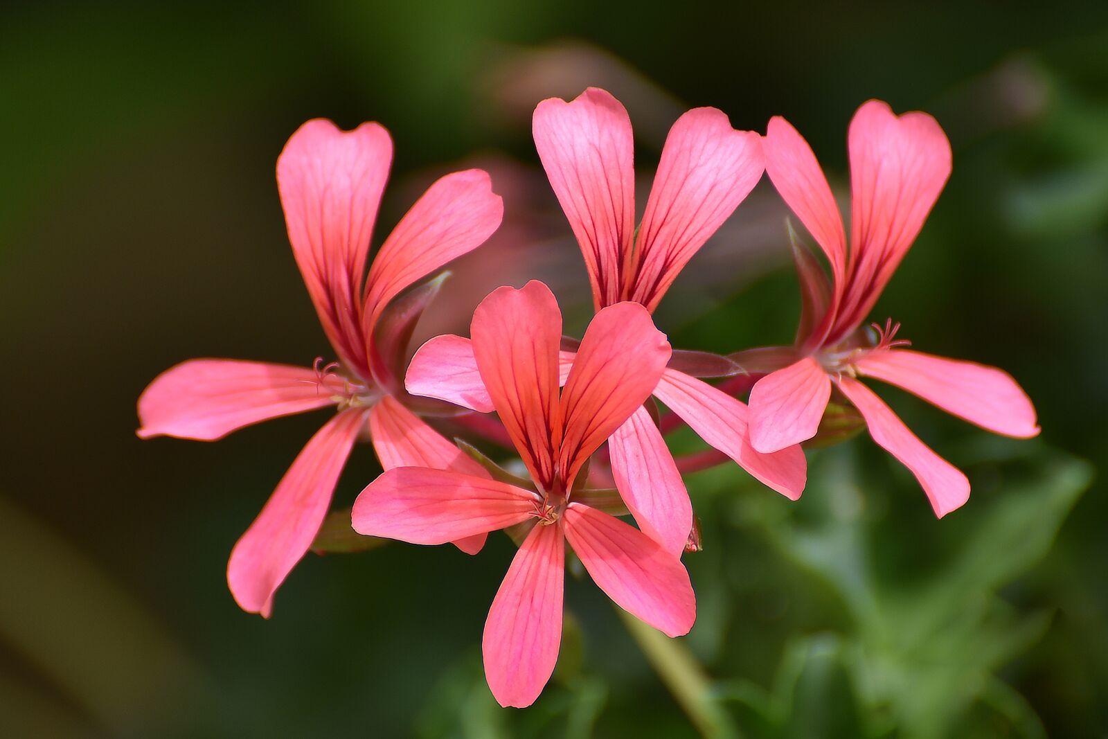 Nikon D750 sample photo. Flower, nature, flora photography