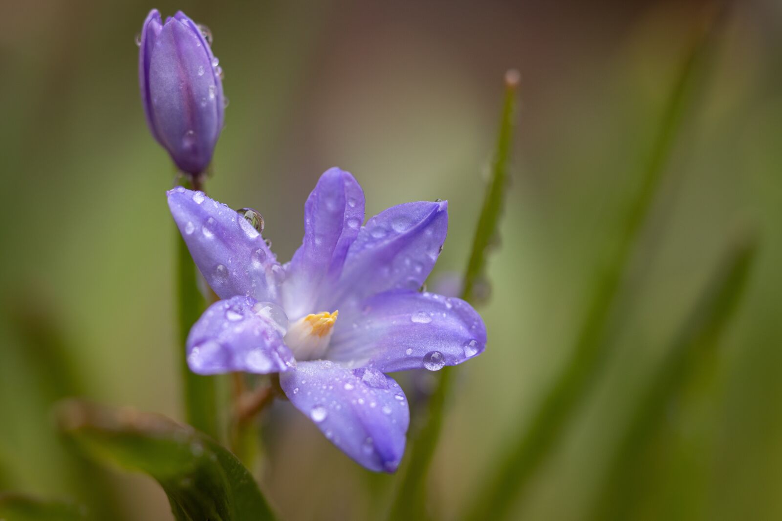 Canon EOS 6D Mark II sample photo. Purple, yellow, green photography