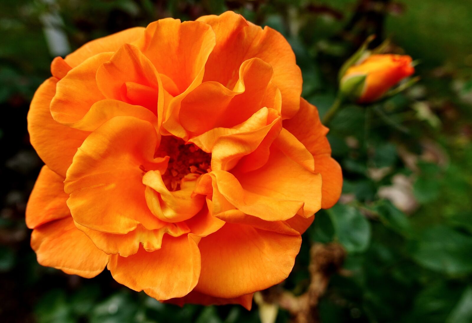 Sony DSC-RX100M5 sample photo. Rose, orange, blossom photography