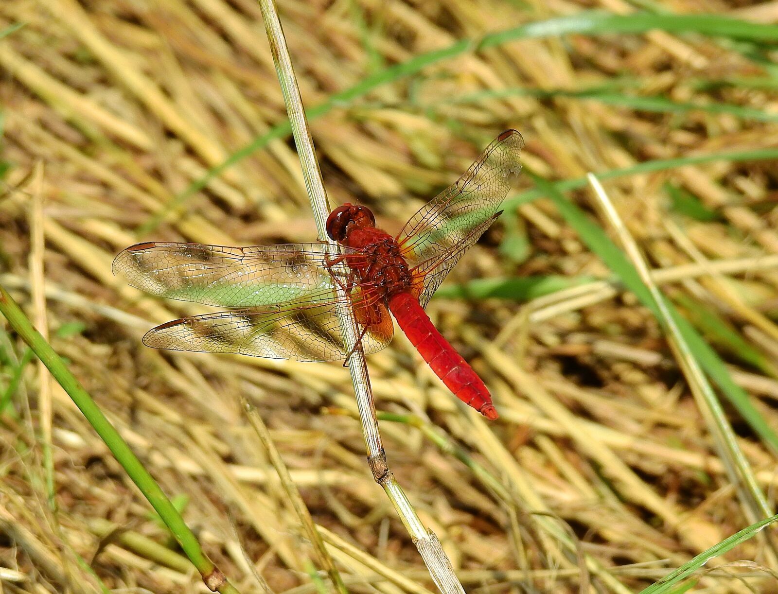 Nikon Coolpix P900 sample photo. Dragonfly red, insect, nature photography