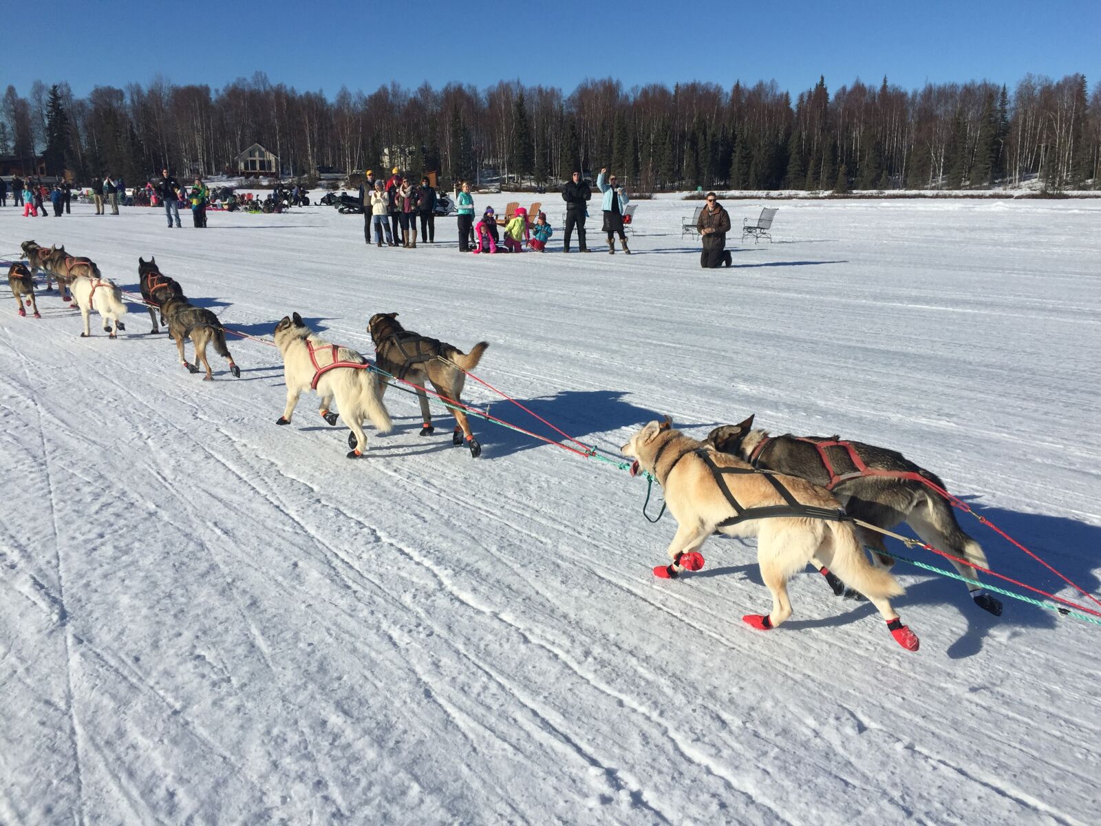 iPhone 6 Plus back camera 4.15mm f/2.2 sample photo. Alaska, dog, sled, iditarod photography