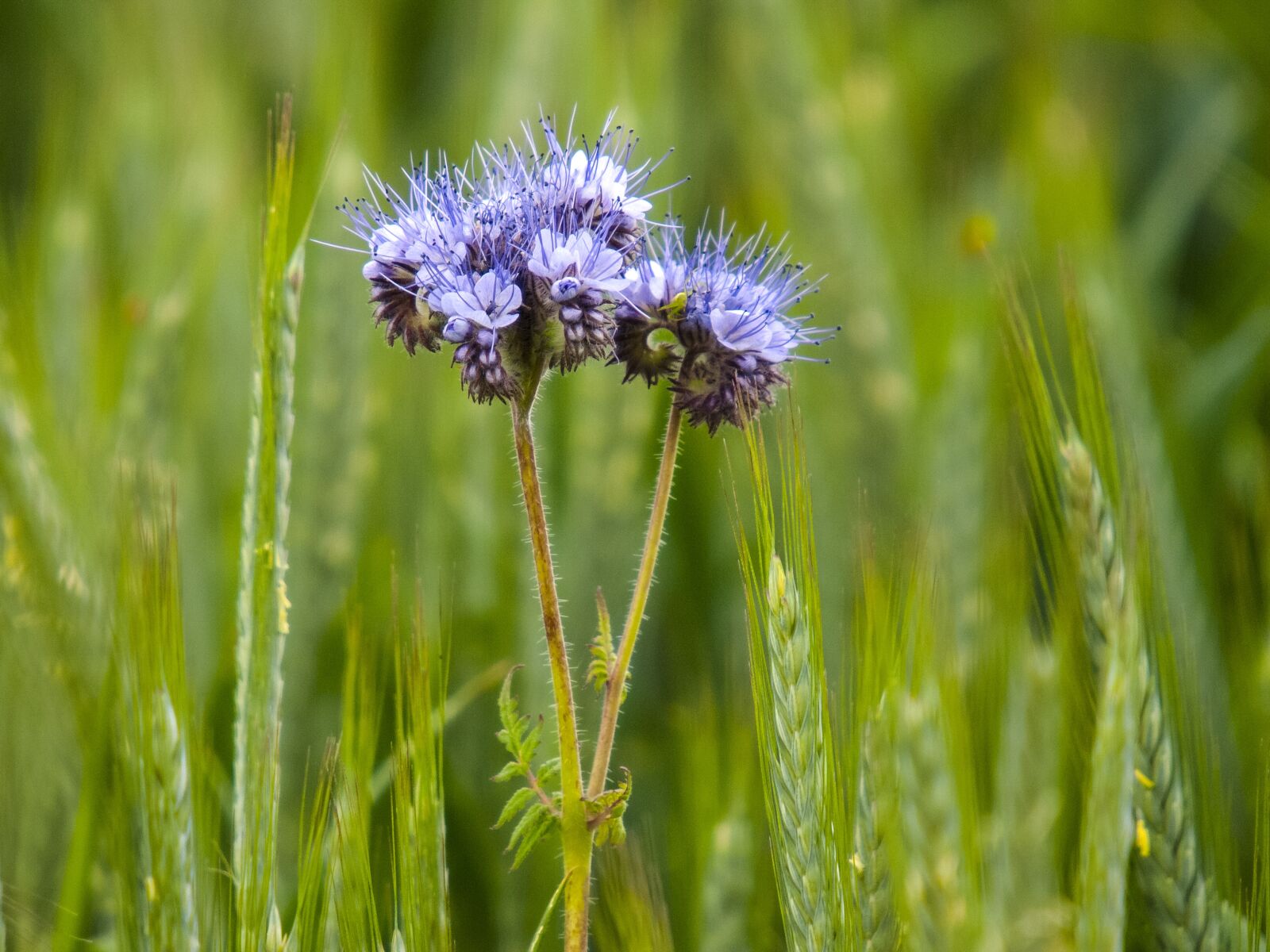 Olympus E-3 sample photo. Phacelia, phazelia, plant photography