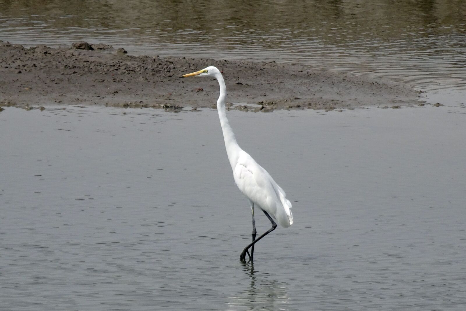 Sony Cyber-shot DSC-HX90V sample photo. Great egret, ardea alba photography