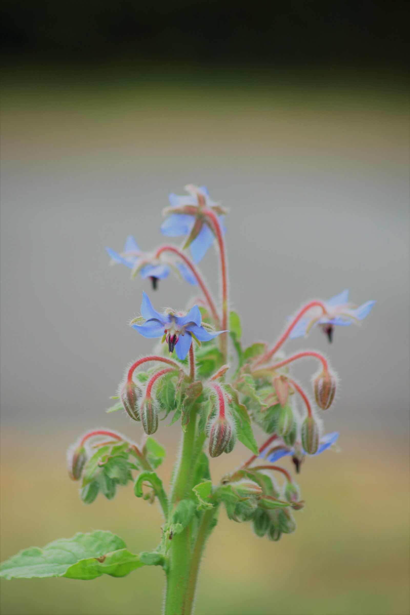 Canon EOS 1200D (EOS Rebel T5 / EOS Kiss X70 / EOS Hi) sample photo. Flowers, herbs, canon photography