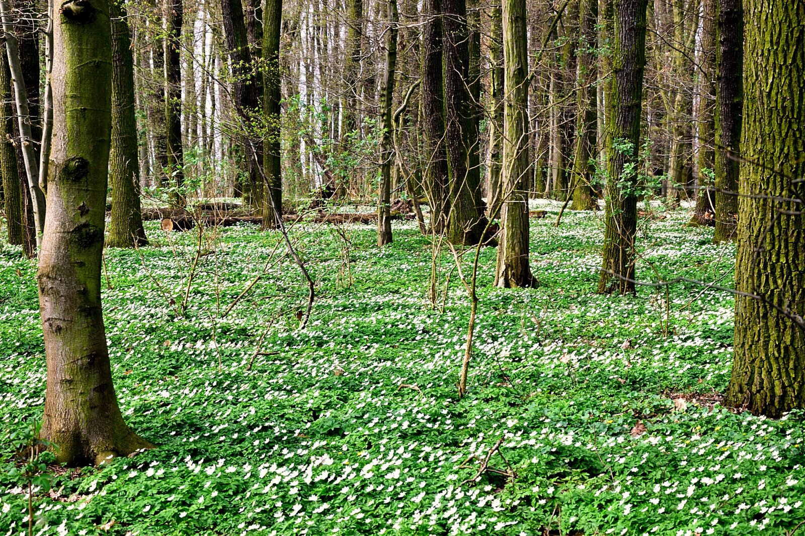 Nikon D3300 sample photo. Wood anemone, carpet, forest photography