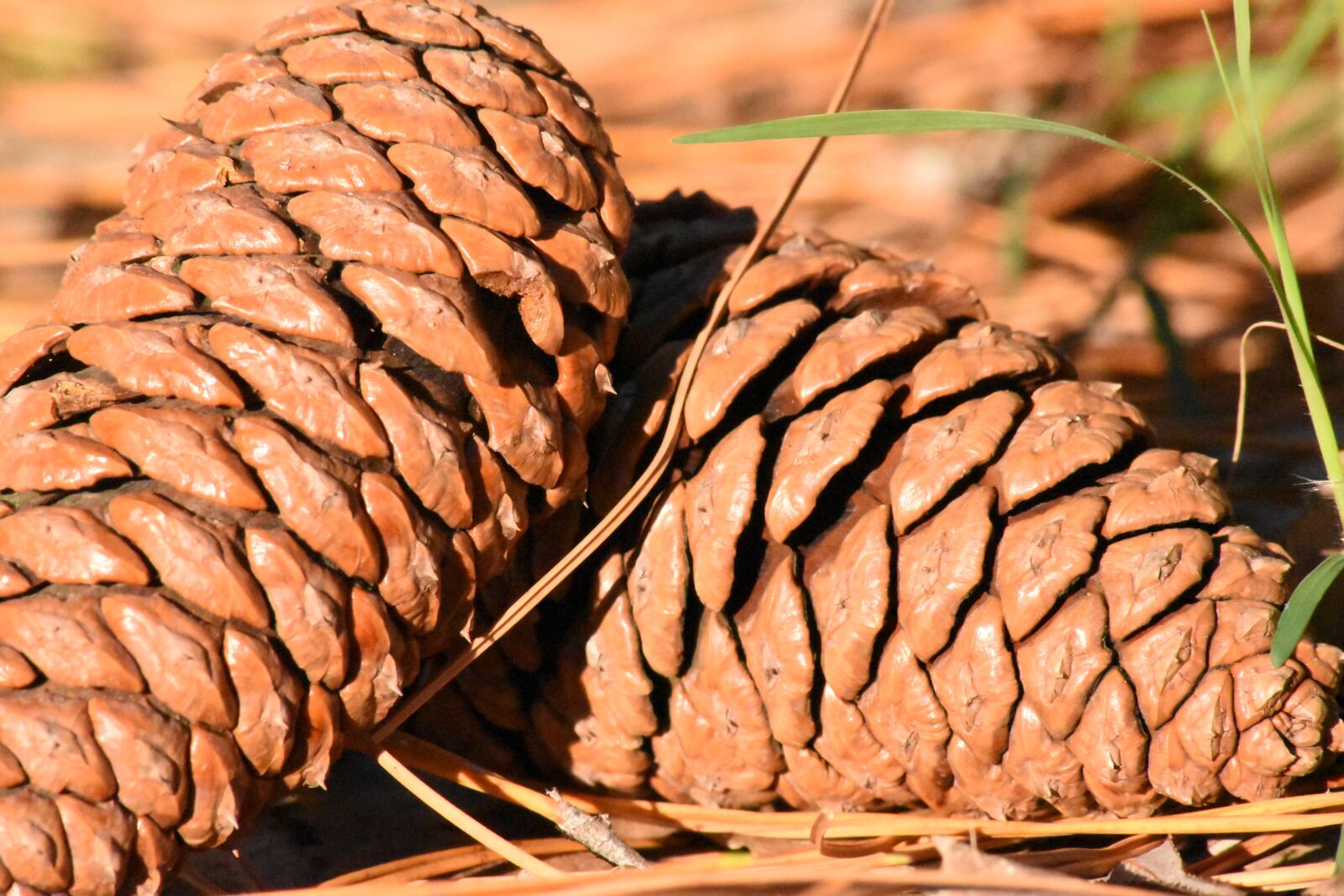 Nikon D5500 sample photo. Pineapple, pine fruit, nature photography