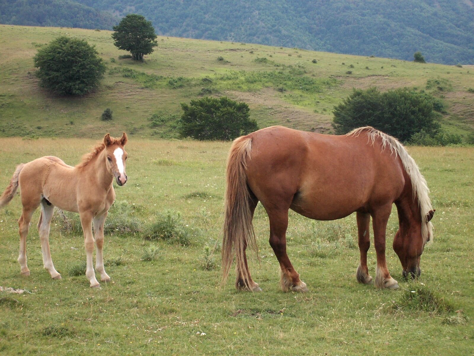 VQ 4.0M DigitalCAM sample photo. Horses, nature, wildlife photography
