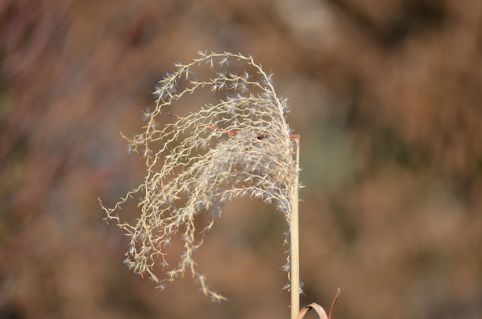 Nikon D5100 sample photo. Nature, plant, close up photography