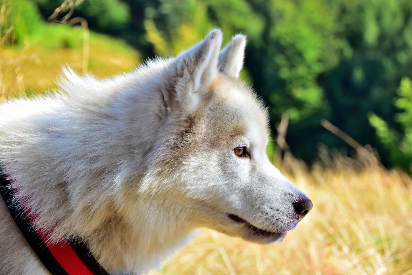 Nikon D7200 sample photo. Animals, dog, spacer photography