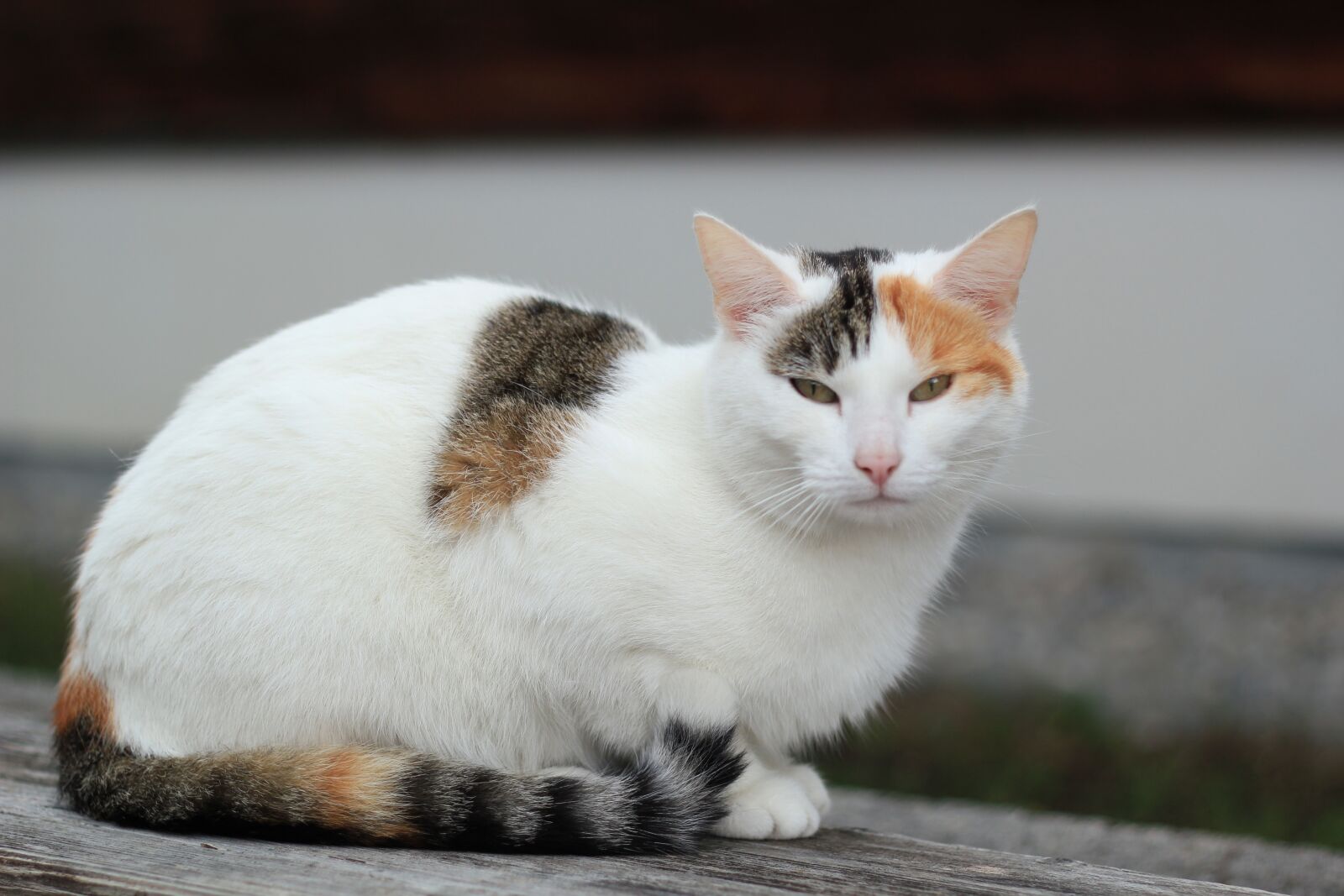 Canon EOS 550D (EOS Rebel T2i / EOS Kiss X4) sample photo. Cat, animals, kitten photography