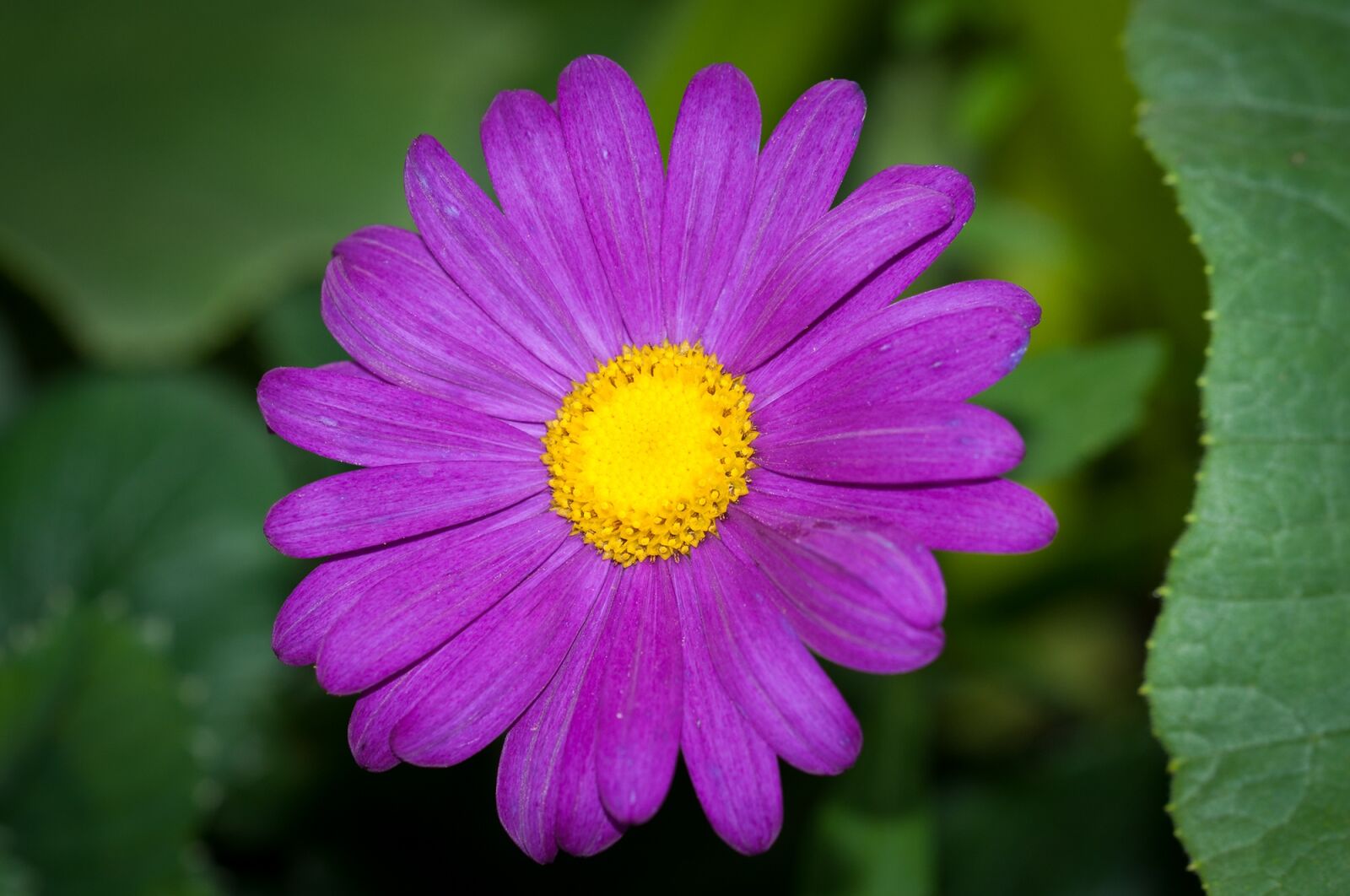 Nikon D90 sample photo. Flower, purple, violet photography
