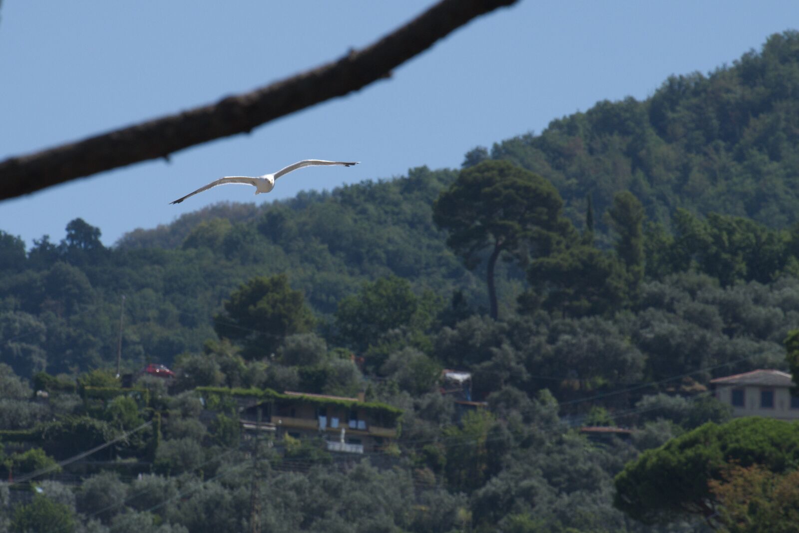 Fujifilm XF 55-200mm F3.5-4.8 R LM OIS sample photo. Seagull, soaring, birds photography