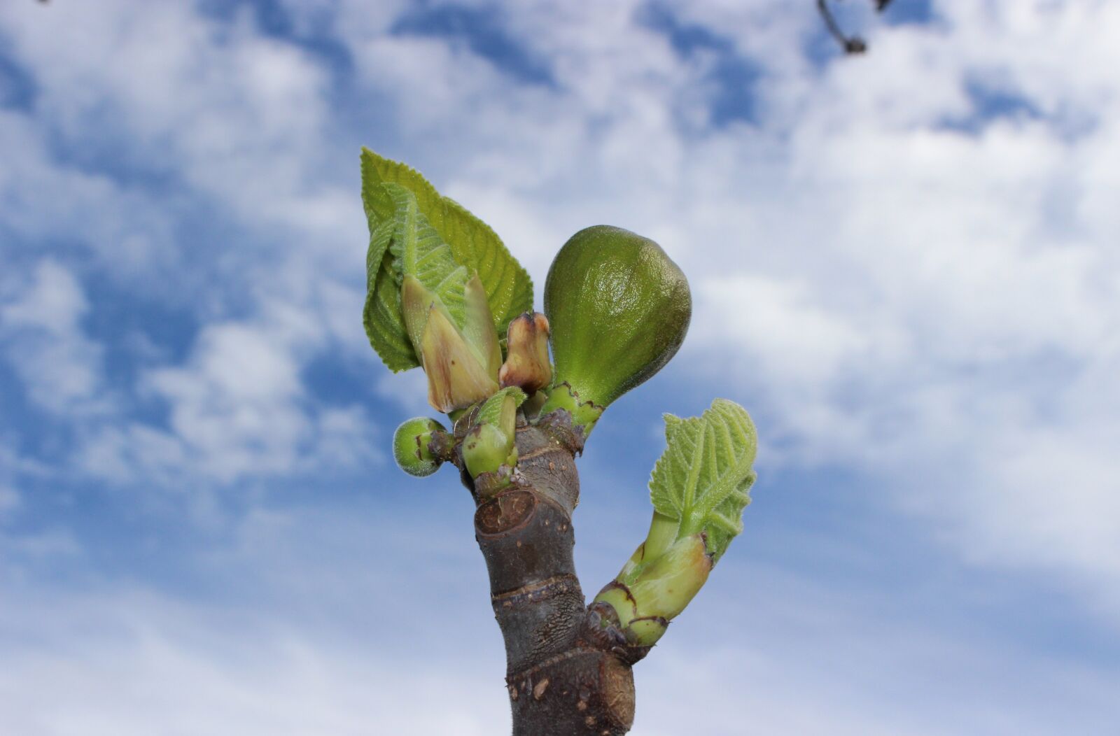 Canon EOS 100D (EOS Rebel SL1 / EOS Kiss X7) sample photo. Fig, bud, spring photography