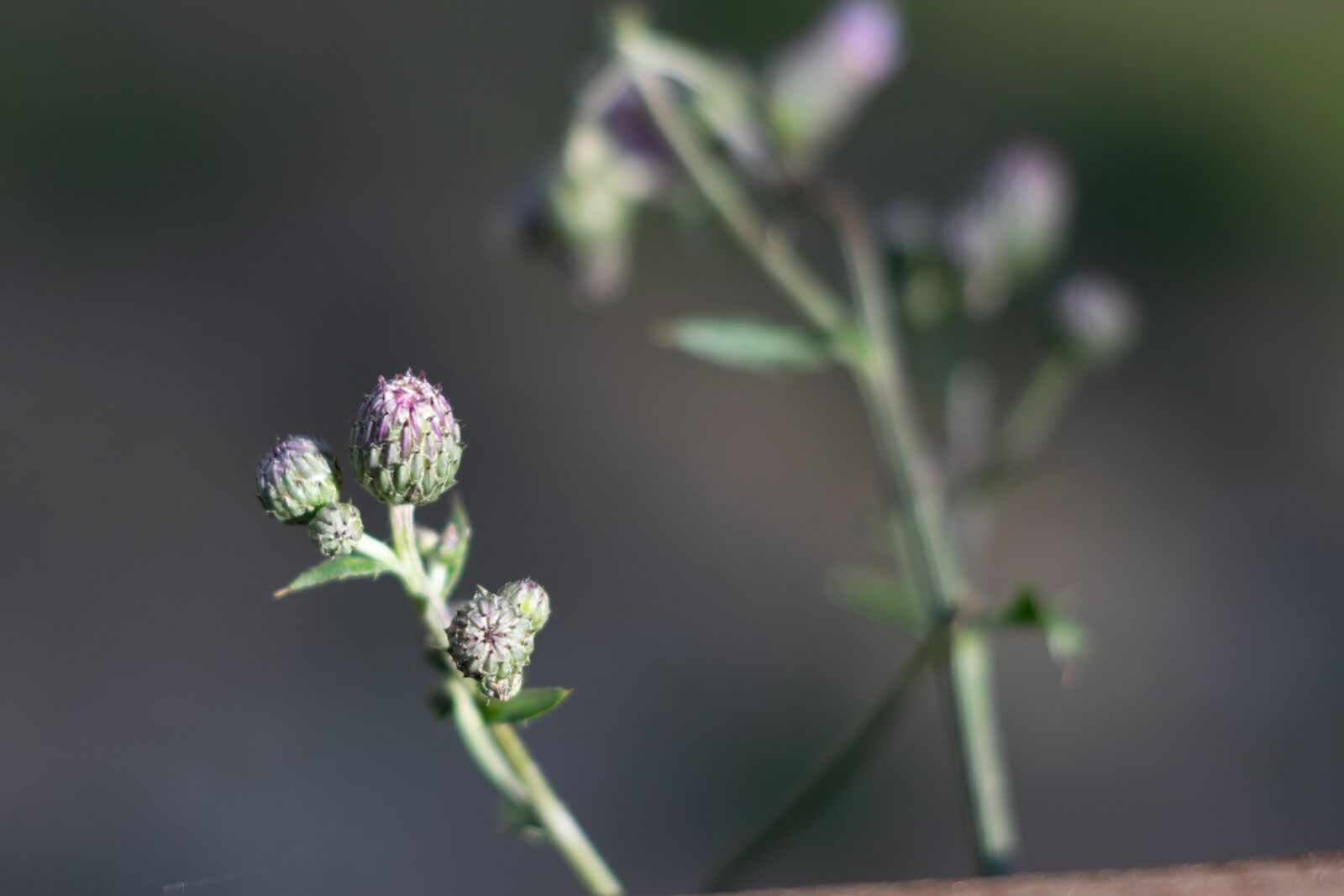 Nikon D3300 sample photo. Flowers, buds, flora photography