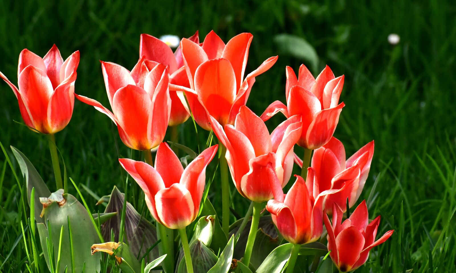 Nikon D7200 sample photo. Tulips, flowers, colorful photography