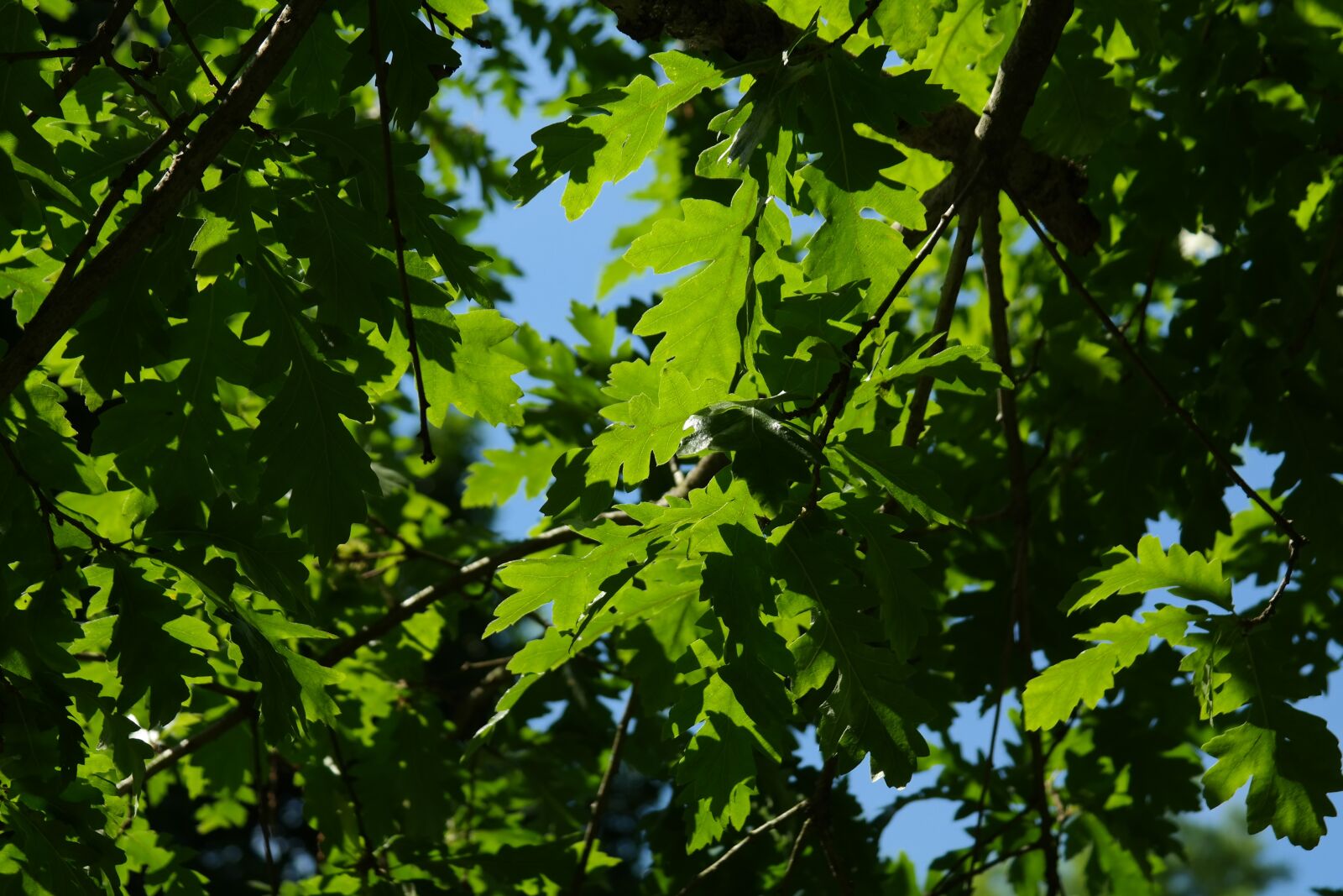 Samsung NX300 sample photo. Leaf, green, backlighting photography