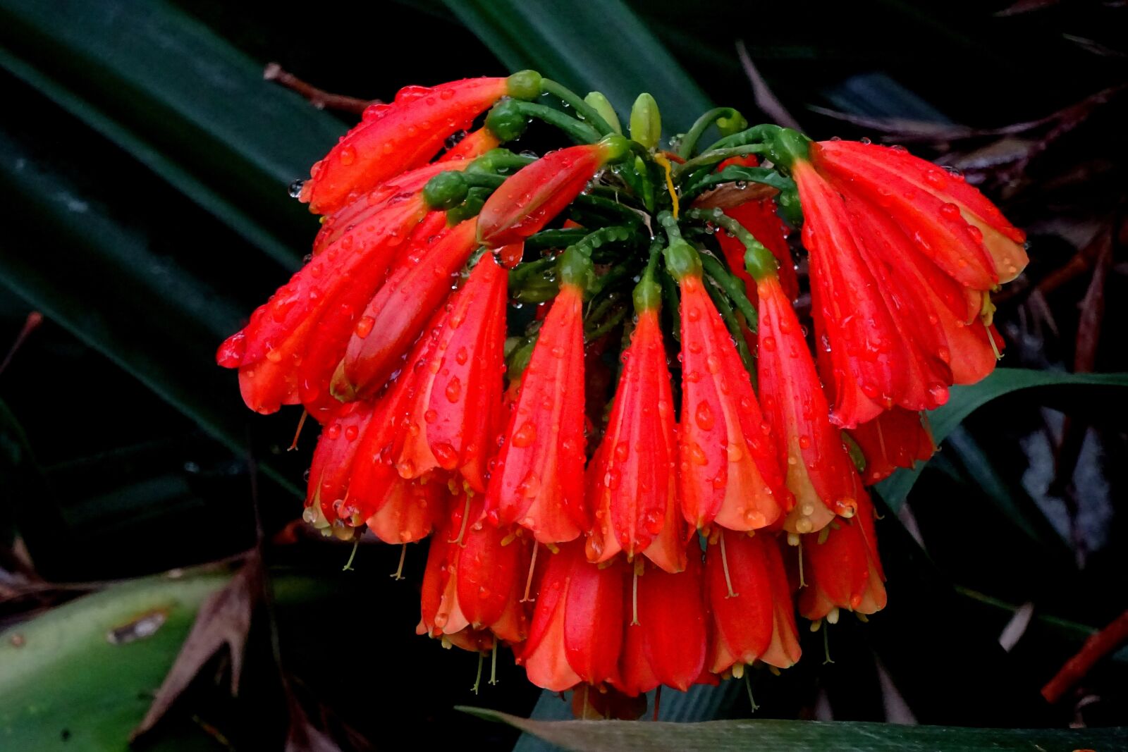 Sony Cyber-shot DSC-WX350 sample photo. Canary islands, flower, plant photography