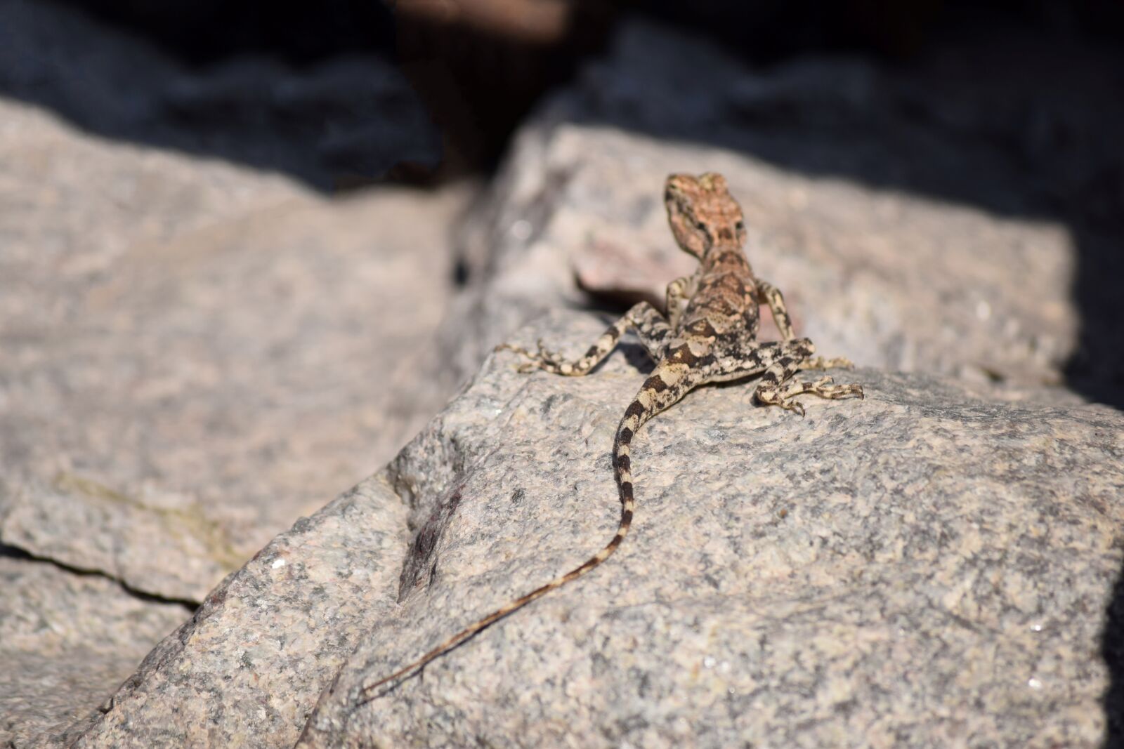 Nikon D3300 sample photo. Mountain lizard, long tail photography