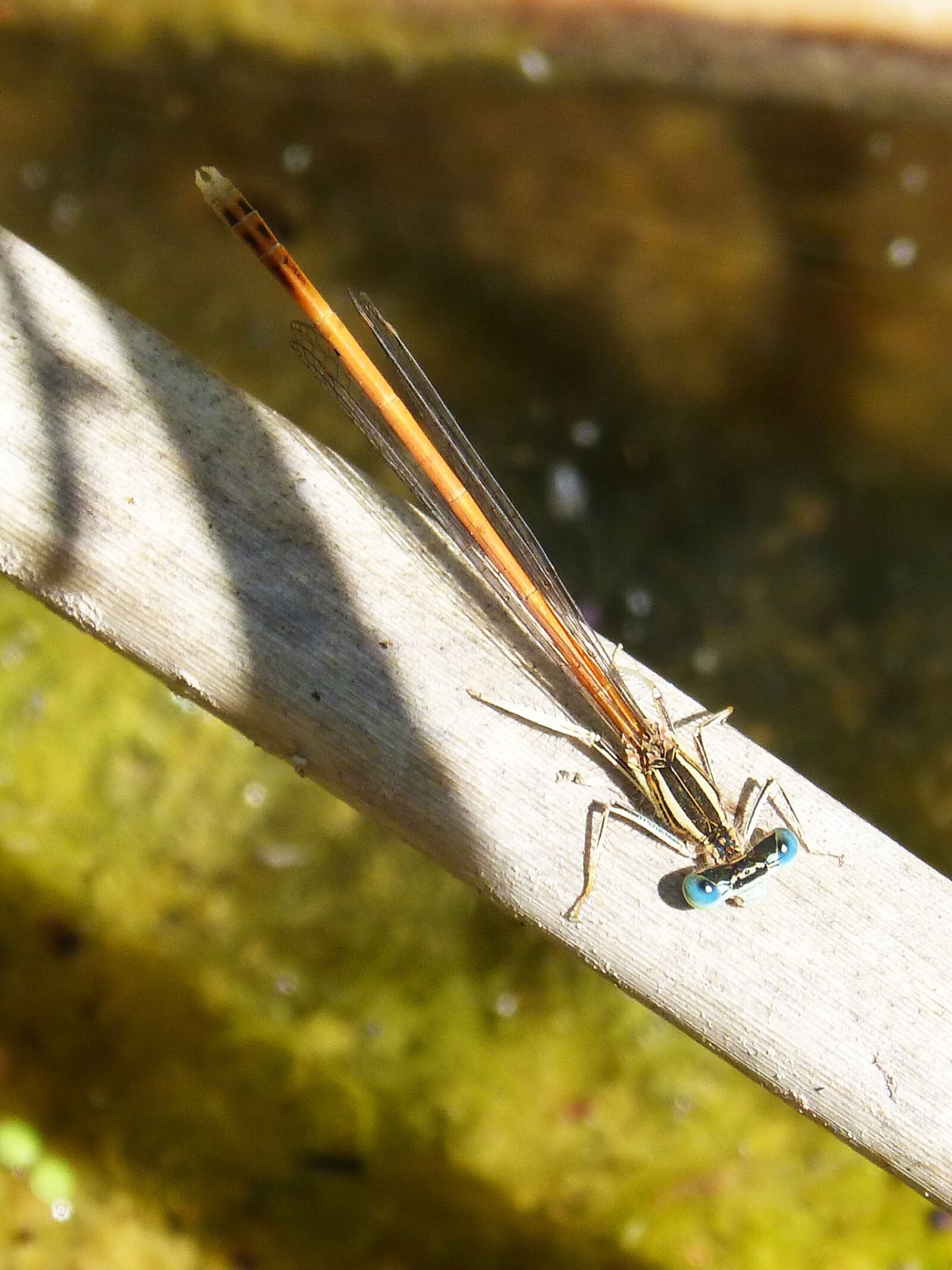 Panasonic DMC-FZ62 sample photo. Dragonfly, orange dragonfly, cane photography
