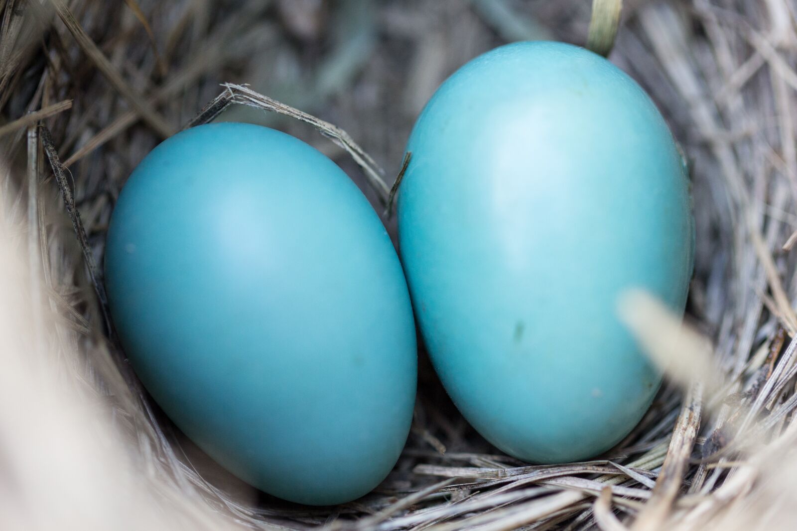 Canon EOS 700D (EOS Rebel T5i / EOS Kiss X7i) sample photo. Bird, nest, eggs photography