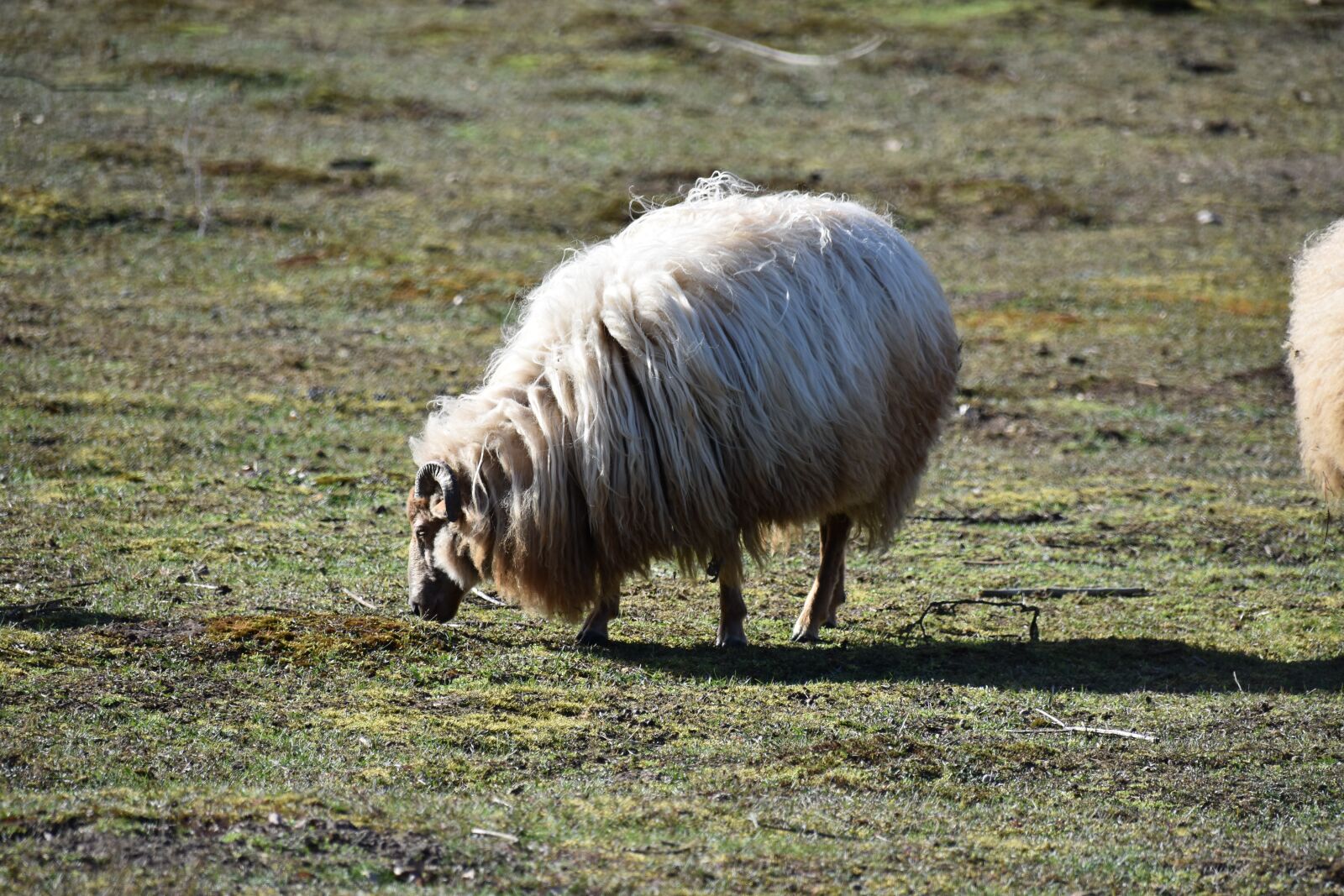 Nikon D3400 sample photo. Sheep, heide, drenthe photography