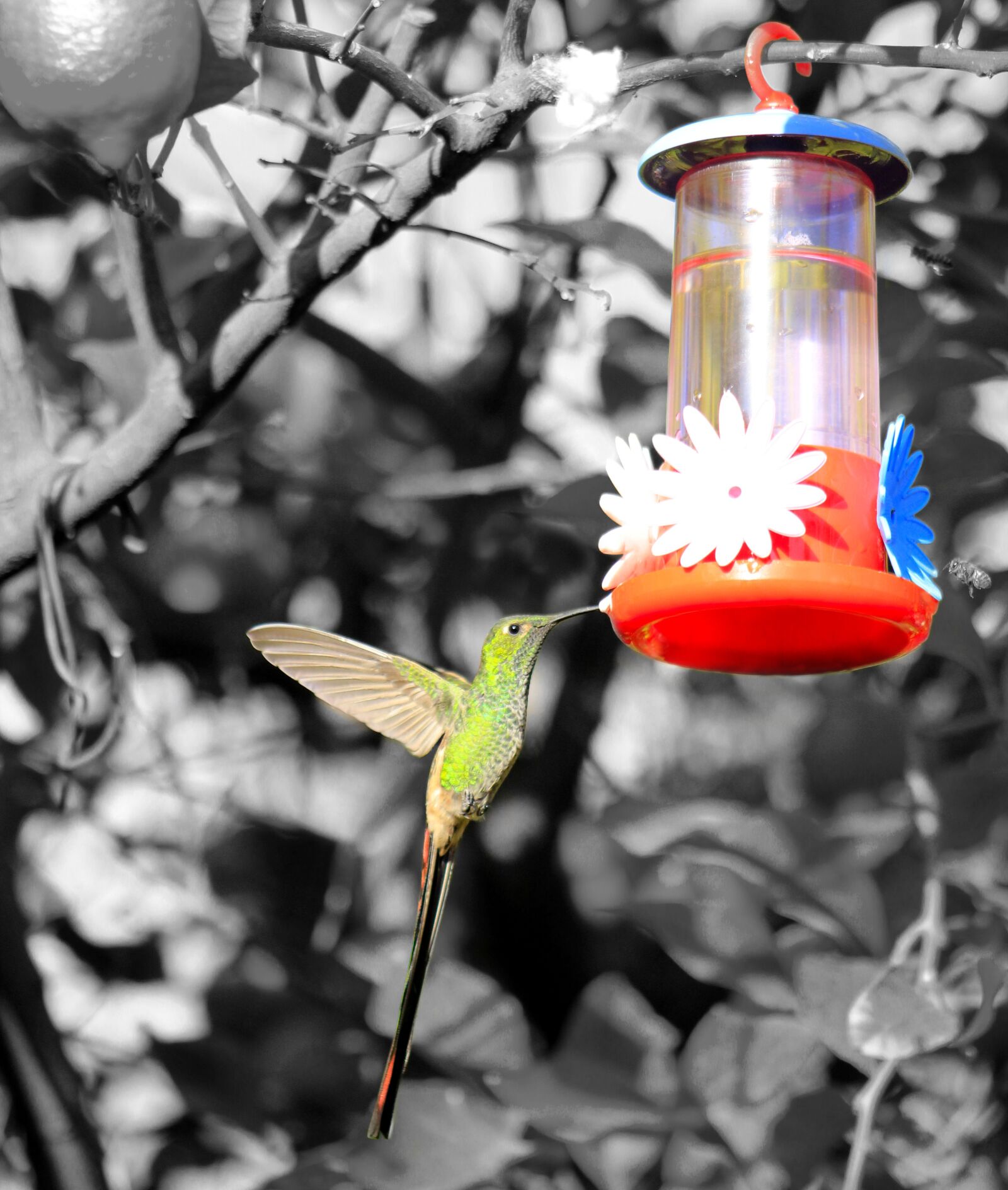 Canon EOS 550D (EOS Rebel T2i / EOS Kiss X4) sample photo. Colibri hummingbird colibri, hummingbird photography