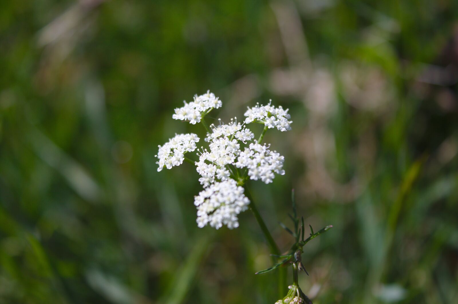 Canon EOS 50D sample photo. White, meadow, flower photography